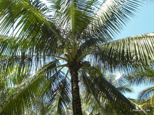 Wietnam - Nha Trang - maj 2012 - Diamond Bay Resort & Spa - palma kokosowa