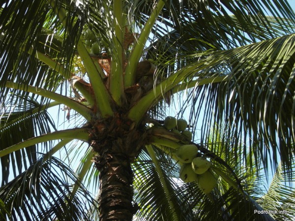 Wietnam - Nha Trang - maj 2012 - Diamond Bay Resort & Spa - palma kokosowa