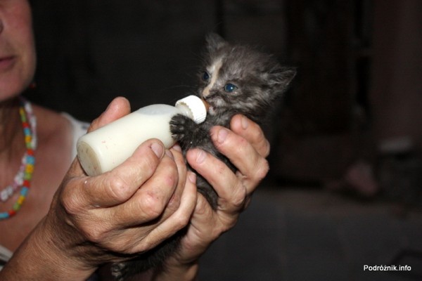 Gruzja - Tbilisi - sierpień 2012 - kotek karmiony mlekiem z butelki