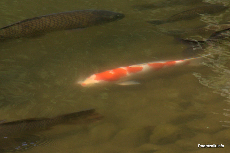 Japonia - Narita - ryby w japońskim ogrodzie niedaleko Naritasan-Shinshoji Temple - sierpień 2012