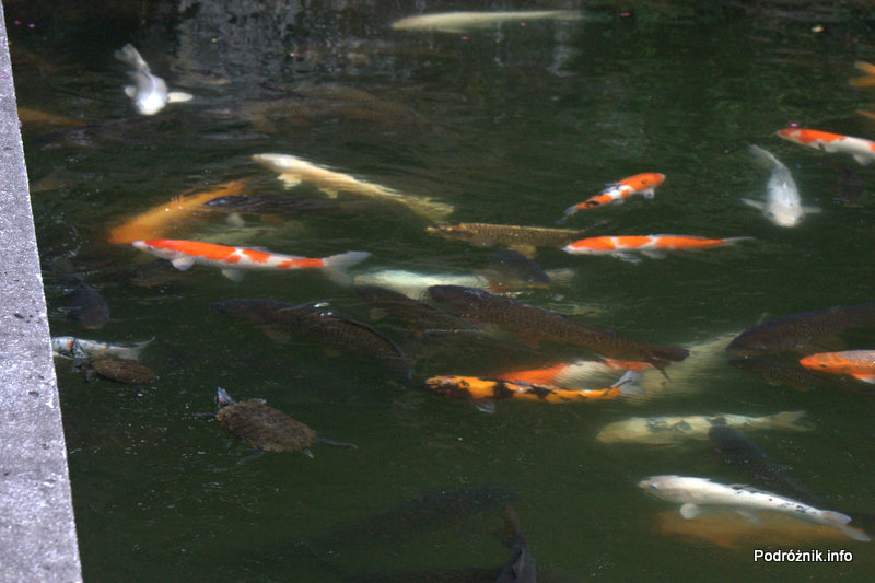 Japonia - Narita - kolorowe ryby i żółwie w japońskim ogrodzie niedaleko Naritasan-Shinshoji Temple - sierpień 2012