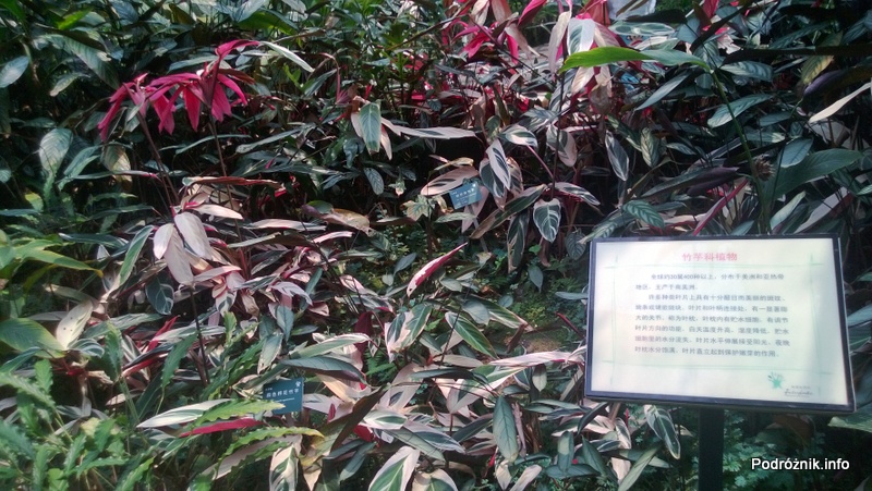Chiny - Shenzhen - ogród botaniczny - Shade Loving Plants Garden - kwiecień 2013
