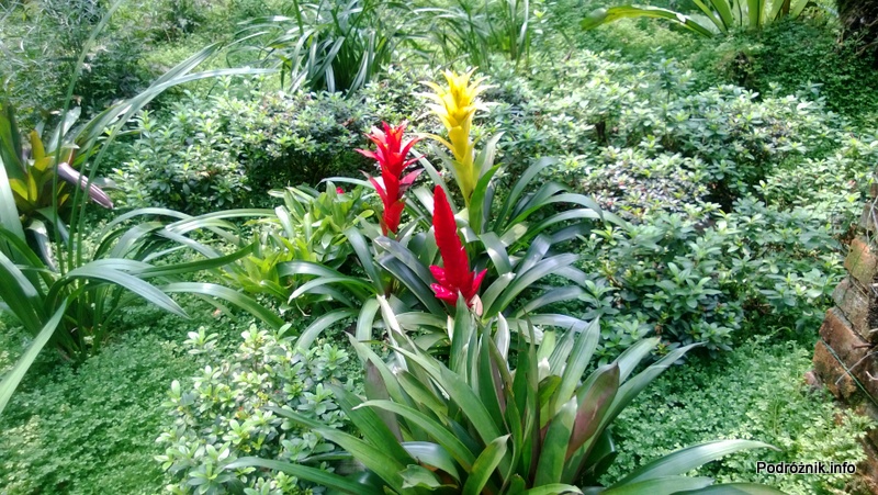 Chiny - Shenzhen - ogród botaniczny - Shade Loving Plants Garden - kwiecień 2013