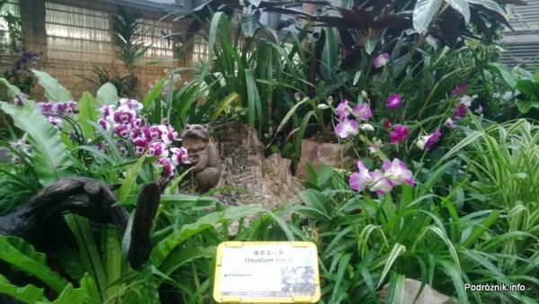 Chiny - Hongkong - ogród botaniczny - storczyki - kwiecień 2013