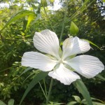 USA - Nowy Orlean - Ogród Botaniczny - piękny biały kwiat - czerwiec 2013