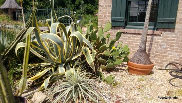 USA - Nowy Orlean - Ogród Botaniczny - duże kaktusy - czerwiec 2013