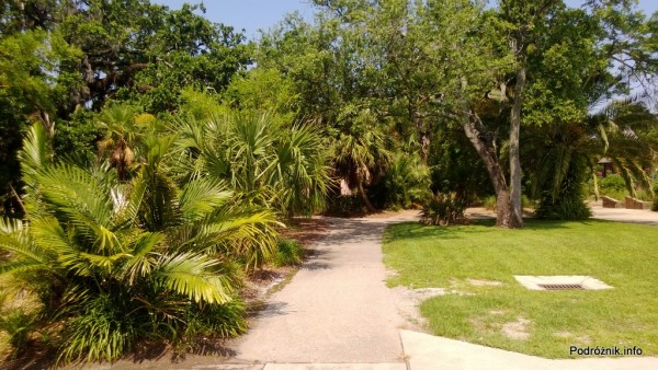 USA - Nowy Orlean - Ogród Botaniczny - małe palmy przy drodze - czerwiec 2013