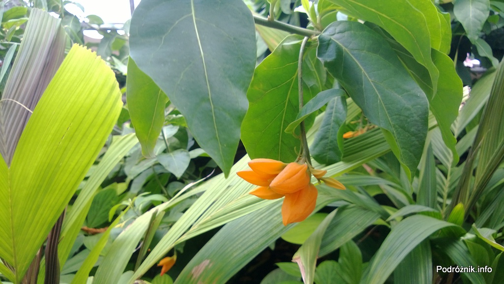 USA - Nowy Orlean - Ogród Botaniczny - tropikalny las deszczowy - kwiaty - czerwiec 2013