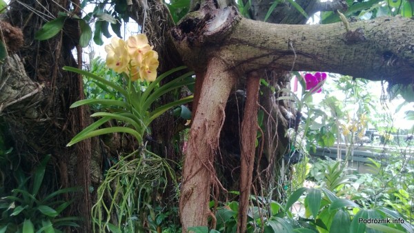 USA - Nowy Orlean - Ogród Botaniczny - tropikalny las deszczowy - powieszone storczyki na drzewie - czerwiec 2013