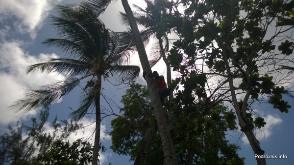 Barbados - lokales na palmie kokosowej - maj 2014