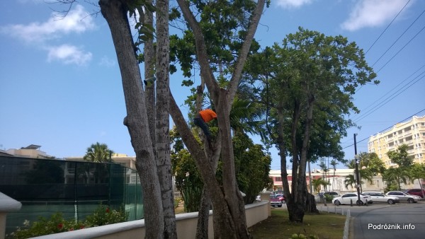 Barbados - lokales schodzący z palmy kokosowej bez zabezpieczeń - maj 2014