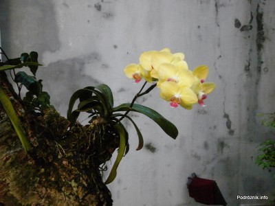 Wietnam - Hanoi - kwiecień 2012 - zółty storczyk rosnący na drzewie