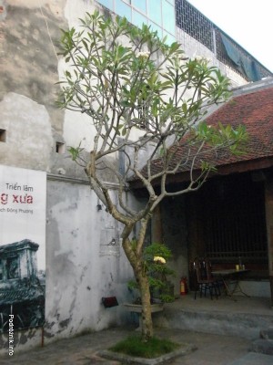 Wietnam - Hanoi - kwiecień 2012 - drzewo na którym rożnie żółty storczyk