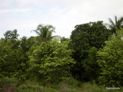 Tajlandia - maj 2012 - widok z pociągu pomiędzy Bangkok a Aranyaprathet