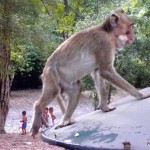 Kambodża - Siem Reap - maj 2012 - małpa