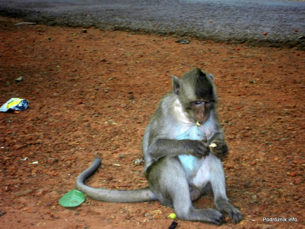 Kambodża - Siem Reap - maj 2012 - małpa