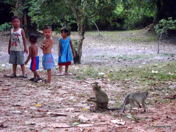 Kambodża - Siem Reap - maj 2012 - małpy