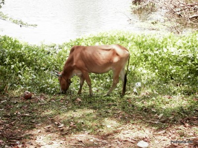Kambodża - Siem Reap - maj 2012 - bydło