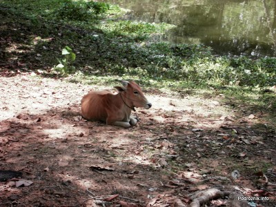 Kambodża - Siem Reap - maj 2012 - bydło