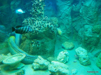 Wietnam - Nha Trang (Vinpearl Land) - maj 2012 - egzotyczne akwarium