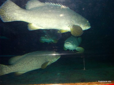 Wietnam - Nha Trang (Vinpearl Land) - maj 2012 - egzotyczne akwarium
