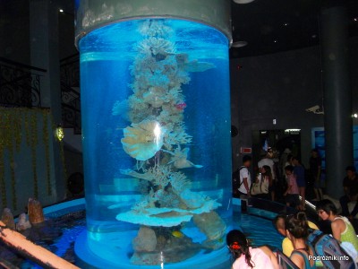 Wietnam - Nha Trang (Vinpearl Land) - maj 2012 - egzotyczne akwarium