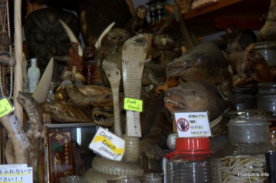 Japonia - Narita - głowa kobry - sierpień 2012