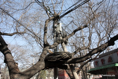 Chiny - Pekin - nadmiar kabla zwinięty na drzewie - kwiecień 2013