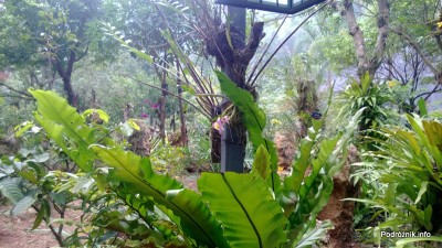 Chiny - Shenzhen - ogród botaniczny - część z motylami i orchideami - kwiecień 2013