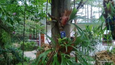 Chiny - Shenzhen - ogród botaniczny - część z motylami i orchideami - kwiecień 2013