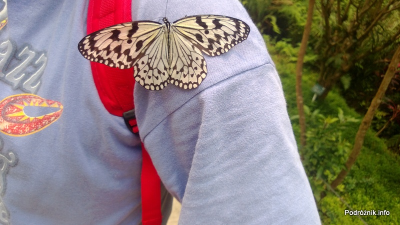 Ogród botaniczny w Shenzhen