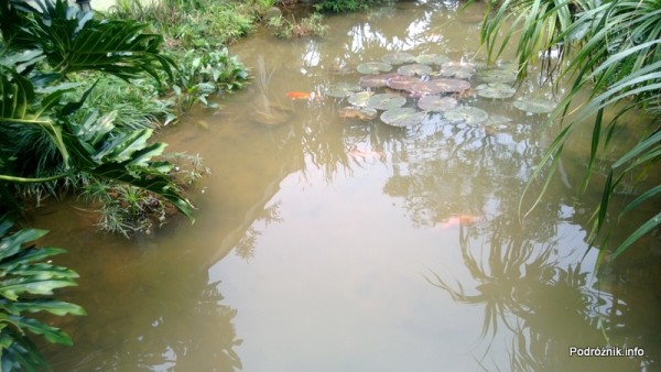 Chiny - Shenzhen - ogród botaniczny - rośliny wodne - kwiecień 2013
