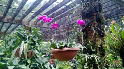 Chiny - Shenzhen - ogród botaniczny - Shade Loving Plants Garden - kwiecień 2013