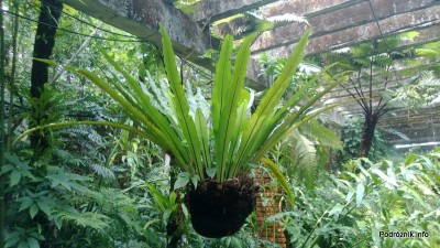 Chiny - Shenzhen - ogród botaniczny - Shade Loving Plants Garden - kwiecień 2013