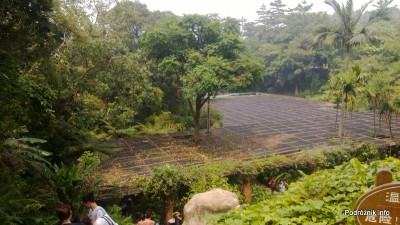 Chiny - Shenzhen - ogród botaniczny - Shade Loving Plants Garden - kwiecień 2013