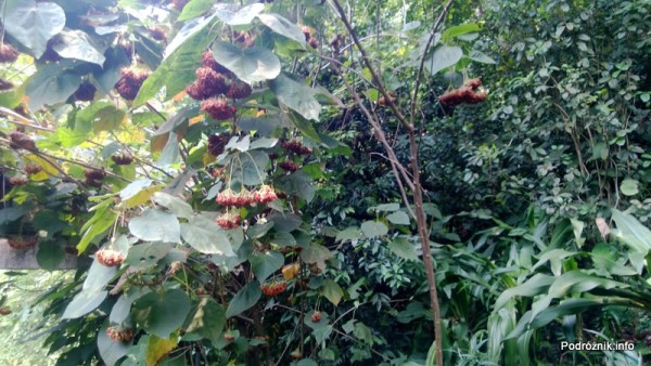 Chiny - Shenzhen - ogród botaniczny - Shade Loving Plants Garden - kwiecień 2013