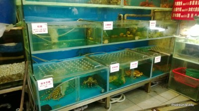 Chiny - Makao - wieczorny spacer po mieście - akwarium z owocami morza w witrynie restauracji - kwiecień 2013