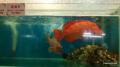 Chiny - Makao - wieczorny spacer po mieście - akwarium z owocami morza w witrynie restauracji - kwiecień 2013