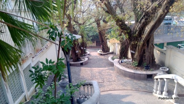 Chiny - Makao - Taipa - Ficus rumphii - kwiecień 2013