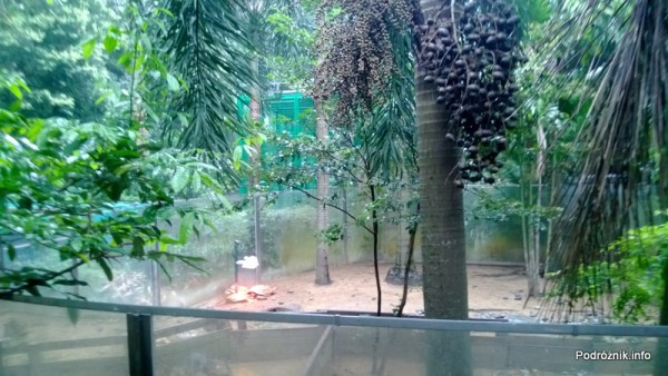Chiny - Hongkong - ogród zoologiczny - żółwie pod lampą dogrzewającą - kwiecień 2013