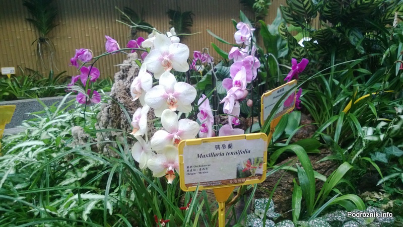 Ogród botaniczny i zoologiczny w Hongkongu