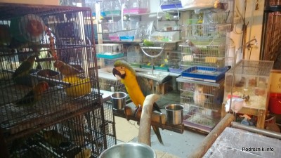 Chiny - Hongkong - papuga na wystawie sklepu zoologicznego - kwiecień 2013