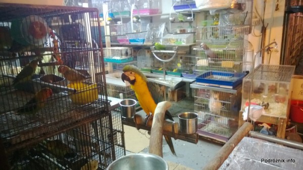 Chiny - Hongkong - papuga na wystawie sklepu zoologicznego - kwiecień 2013