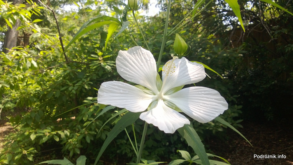 Nowy Orlean – Ogród Botaniczny