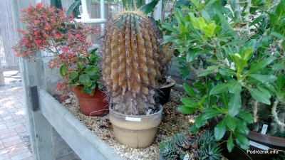 USA - Nowy Orlean - Ogród Botaniczny - Ferocactus - czerwiec 2013