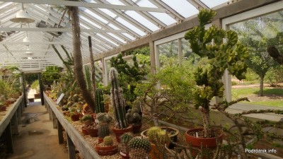 USA - Nowy Orlean - Ogród Botaniczny - najwyższa roślina to Euphorbia - czerwiec 2013