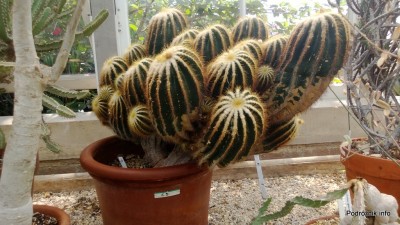 USA - Nowy Orlean - Ogród Botaniczny - Parodia magnifica - czerwiec 2013