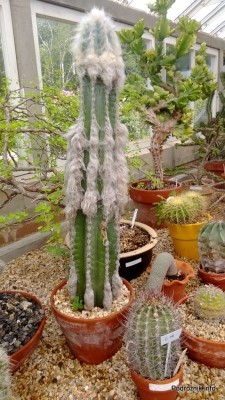 USA - Nowy Orlean - Ogród Botaniczny - Pilosocereus leucocephalus - czerwiec 2013