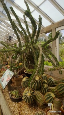 USA - Nowy Orlean - Ogród Botaniczny - powyżej Alluaudia poniżej Parodia magnifica - czerwiec 2013