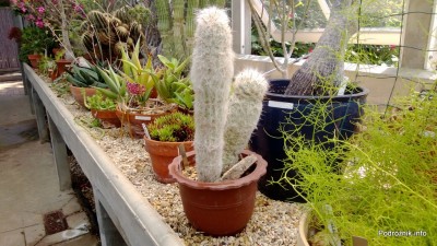 USA - Nowy Orlean - Ogród Botaniczny - biały kaktus - czerwiec 2013